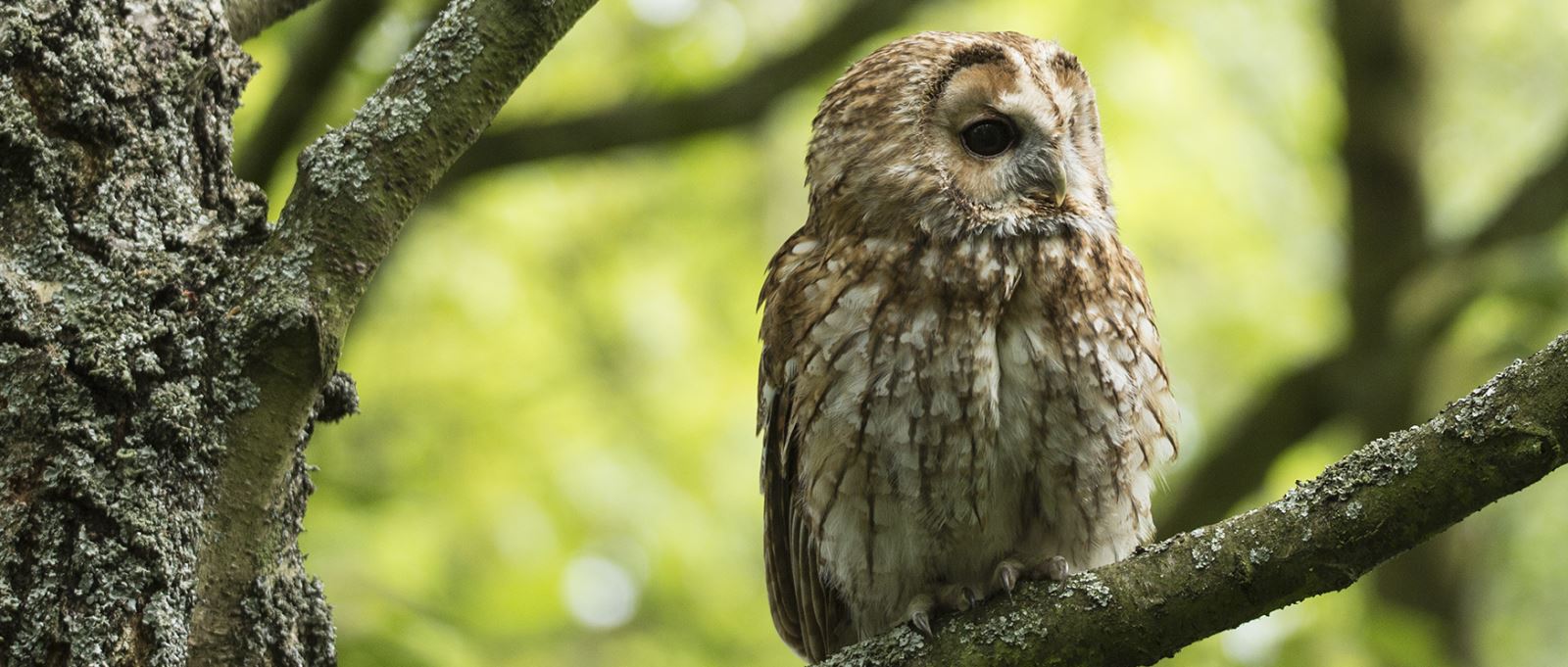 Owl at Hawk Conservancy Trust